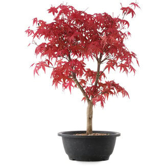 Acer palmatum Deshojo, 43 cm, ± 10 years old