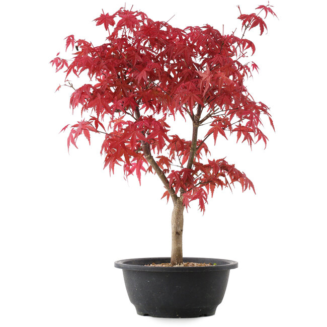 Acer palmatum Deshojo, 43 cm, ± 10 Jahre alt