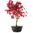 Acer palmatum Deshojo, 42 cm, ± 10 años