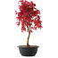 Acer palmatum Deshojo, 42 cm, ± 10 años