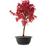 Acer palmatum Deshojo, 42 cm, ± 10 años