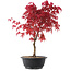 Acer palmatum Deshojo, 42 cm, ± 10 años