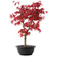 Acer palmatum Deshojo, 43 cm, ± 10 Jahre alt