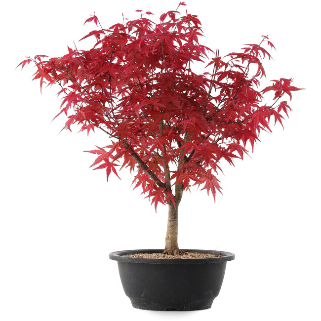 Acer palmatum Deshojo, 39,5 cm, ± 10 años