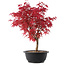 Acer palmatum Deshojo, 39,5 cm, ± 10 años