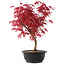 Acer palmatum Deshojo, 39,5 cm, ± 10 años