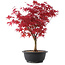 Acer palmatum Deshojo, 39,5 cm, ± 10 años