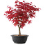 Acer palmatum Deshojo, 39,5 cm, ± 10 años