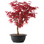 Acer palmatum Deshojo, 39,5 cm, ± 10 años