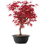 Acer palmatum Deshojo, 39,5 cm, ± 10 años