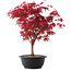 Acer palmatum Deshojo, 39,5 cm, ± 10 años