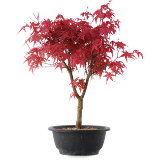 Acer palmatum Deshojo, 39,5 cm, ± 10 años