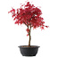 Acer palmatum Deshojo, 39,5 cm, ± 10 años