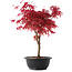 Acer palmatum Deshojo, 39,5 cm, ± 10 años