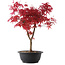 Acer palmatum Deshojo, 39,5 cm, ± 10 years old