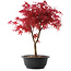 Acer palmatum Deshojo, 39,5 cm, ± 10 años