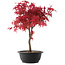 Acer palmatum Deshojo, 39,5 cm, ± 10 años