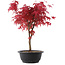 Acer palmatum Deshojo, 39,5 cm, ± 10 años