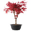 Acer palmatum Deshojo, 39,5 cm, ± 10 años