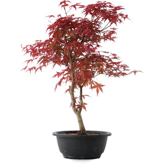 Acer palmatum Deshojo, 46 cm, ± 10 años