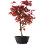 Acer palmatum Deshojo, 46 cm, ± 10 años