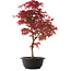 Acer palmatum Deshojo, 46 cm, ± 10 años