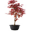 Acer palmatum Deshojo, 46 cm, ± 10 años