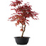 Acer palmatum Deshojo, 46 cm, ± 10 años