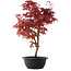 Acer palmatum Deshojo, 46 cm, ± 10 años