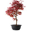 Acer palmatum Deshojo, 46 cm, ± 10 años