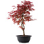 Acer palmatum Deshojo, 46 cm, ± 10 años