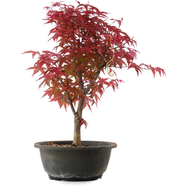 Acer palmatum Deshojo, 36,5 cm, ± 10 Jahre alt