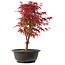 Acer palmatum Deshojo, 36,5 cm, ± 10 años