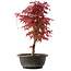 Acer palmatum Deshojo, 36,5 cm, ± 10 años