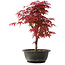 Acer palmatum Deshojo, 36,5 cm, ± 10 años