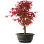 Acer palmatum Deshojo, 36,5 cm, ± 10 años