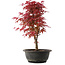 Acer palmatum Deshojo, 36,5 cm, ± 10 años