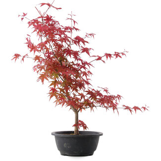 Acer palmatum Deshojo, 50,5 cm, ± 10 jaar oud