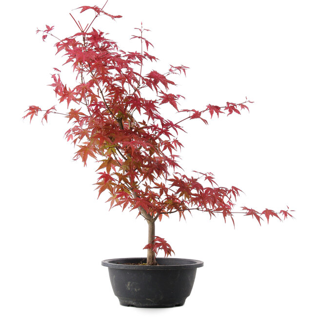 Acer palmatum Deshojo, 50,5 cm, ± 10 años