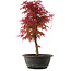 Acer palmatum Deshojo, 36,5 cm, ± 10 años