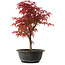 Acer palmatum Deshojo, 36,5 cm, ± 10 años