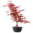 Acer palmatum Deshojo, 50,5 cm, ± 10 años