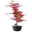 Acer palmatum Deshojo, 50,5 cm, ± 10 años