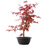 Acer palmatum Deshojo, 50,5 cm, ± 10 años