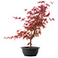 Acer palmatum Deshojo, 50,5 cm, ± 10 años