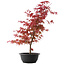 Acer palmatum Deshojo, 50,5 cm, ± 10 años