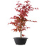 Acer palmatum Deshojo, 50,5 cm, ± 10 años