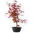 Acer palmatum Deshojo, 50,5 cm, ± 10 años