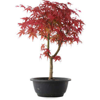 Acer palmatum Deshojo, 40,5 cm, ± 10 años