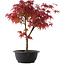 Acer palmatum Deshojo, 40,5 cm, ± 10 años